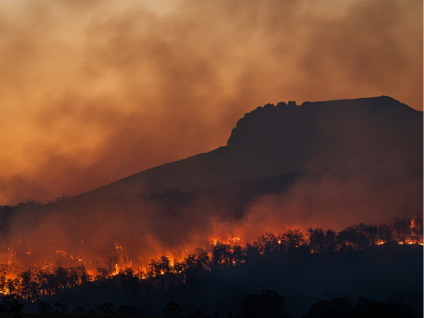 Incendios forestales en mexico, cómo prevenir y qué hacer