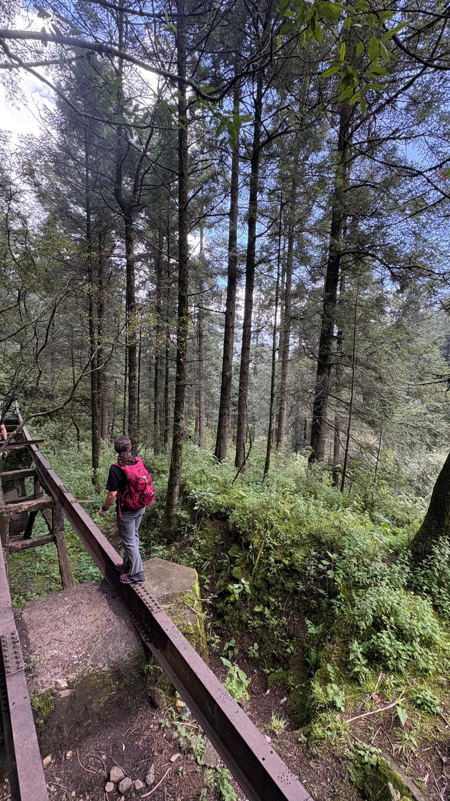 Los Dinamos: un pulmón vivo en la CDMX que debes explorar